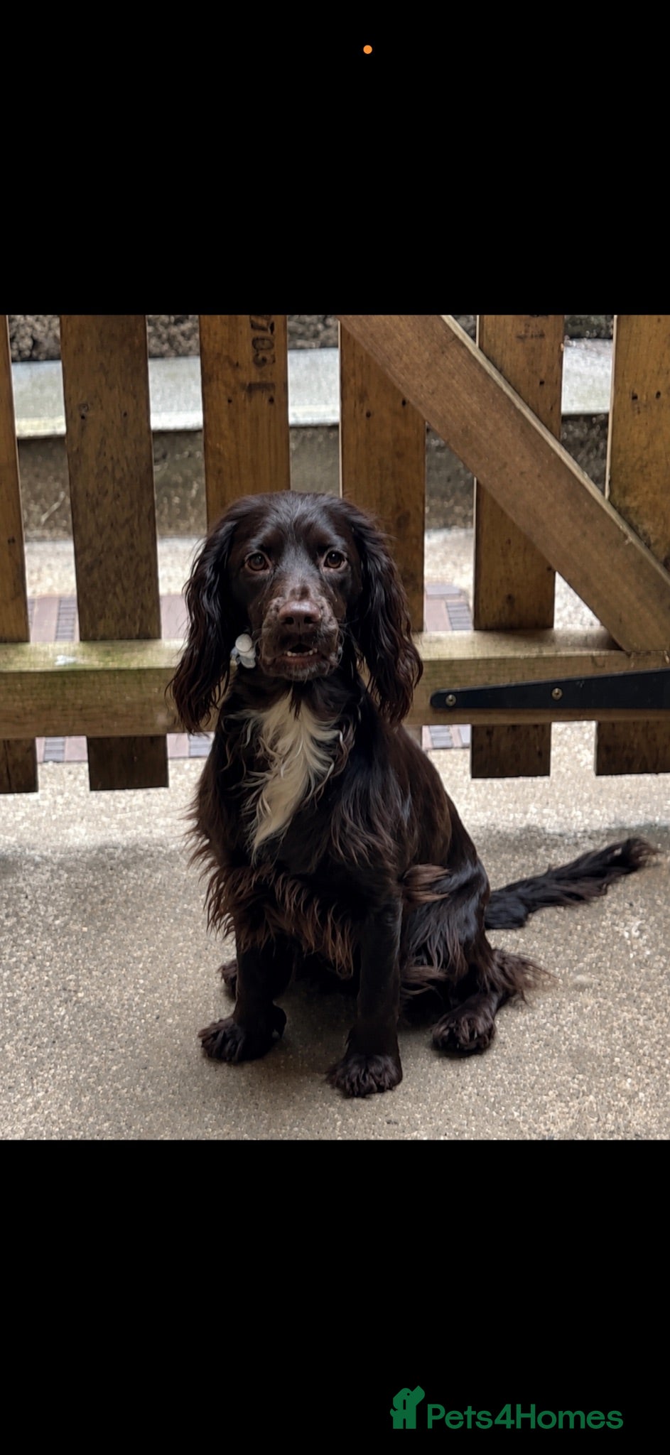 Sprocker dogs Sprocker spaniel puppies  - Advert 6
