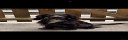 Sprocker dogs for sale: Sprocker spaniel puppies  - Advert 1