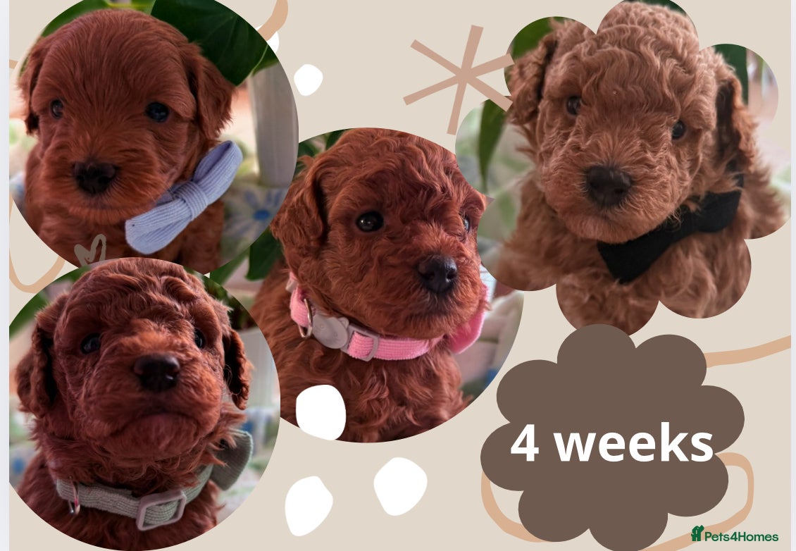 Maltipoo dogs Red mini maltipoo F1b puppies 😍💙💓 - Advert 12