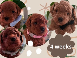 Maltipoo dogs Red mini maltipoo F1b puppies 😍💙💓 - Advert 12