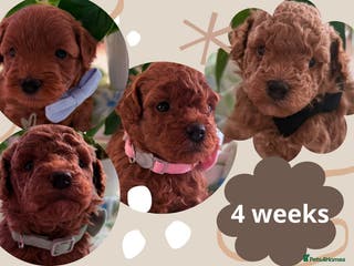 Maltipoo dogs Red mini maltipoo F1b puppies 😍💙💓 - Advert 16