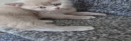 British Shorthair cats for sale: British shorthair kittens  - Advert 26