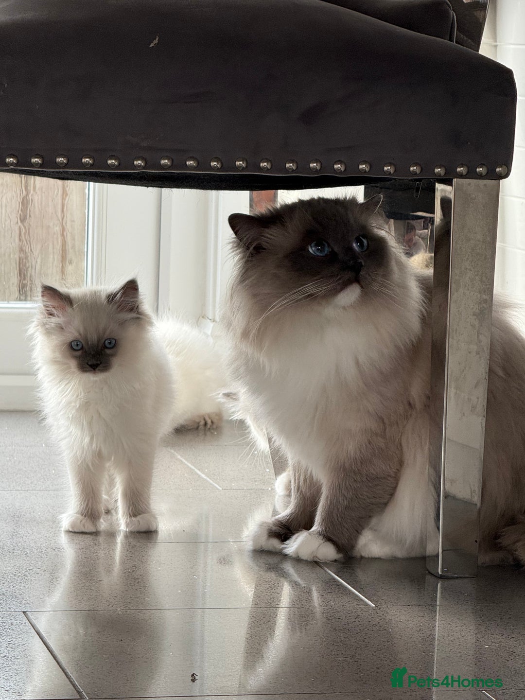 Ragdoll cats for sale: Beautiful ragdoll kittens  - Image 9