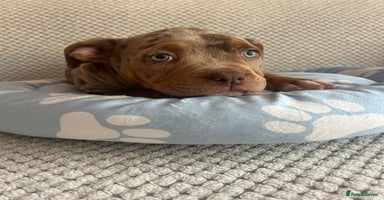 American Bully dogs - Advert 15