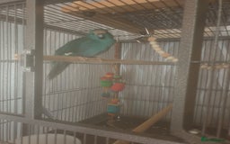 Budgerigars birds for sale: Semi tame female kakariki and 4 show budgies - Image 14