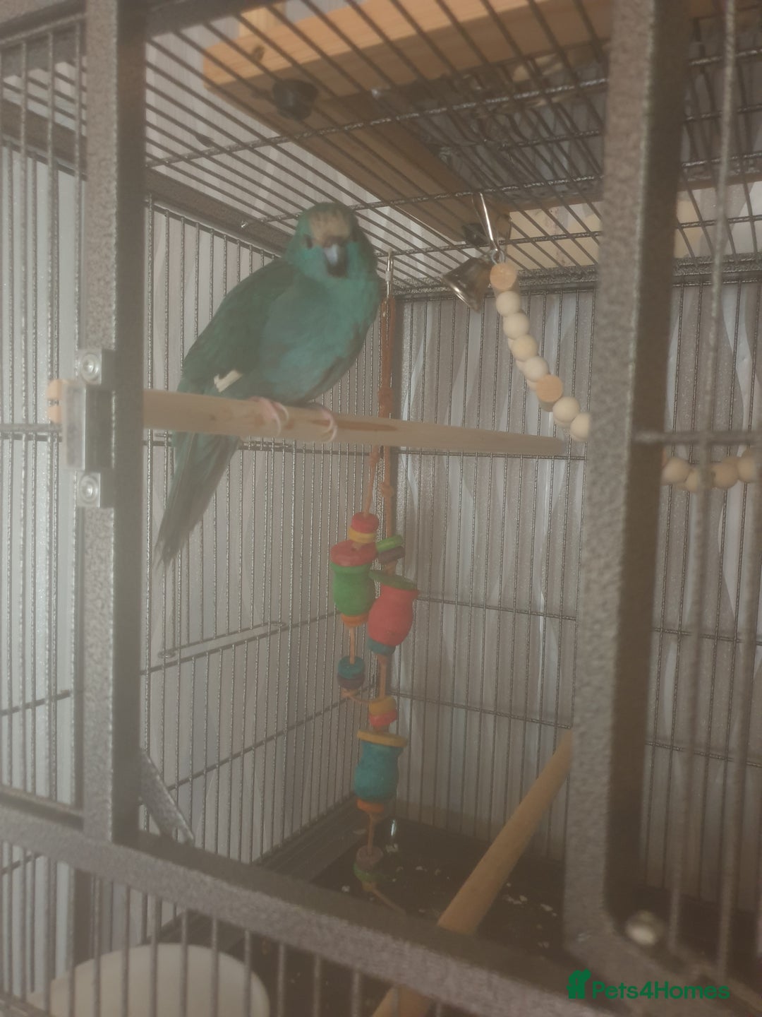 Budgerigars birds for sale: Semi tame female kakariki and 4 show budgies - Image 14
