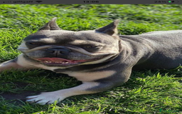 French Bulldog dogs for sale:  French bulldogs from £850 to £1700 in Liverpool - Image 7