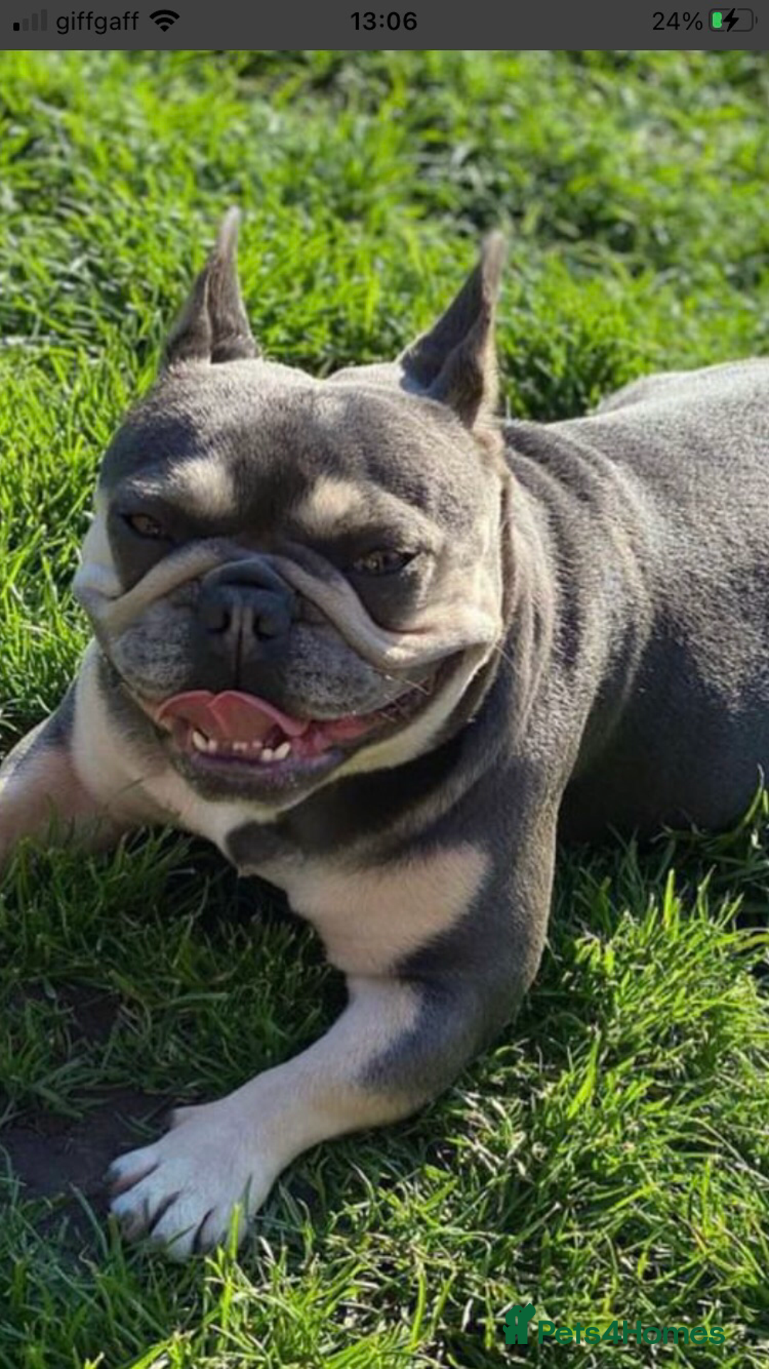 French Bulldog dogs for sale:  French bulldogs from £850 to £1700 in Liverpool - Image 7
