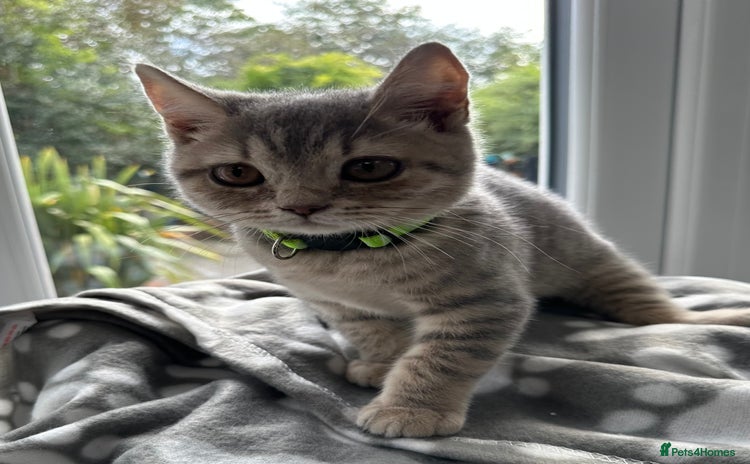 British Shorthair cats - Advert 8