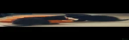 Munchkin cats for sale: Beautiful munchkin  - Advert 8