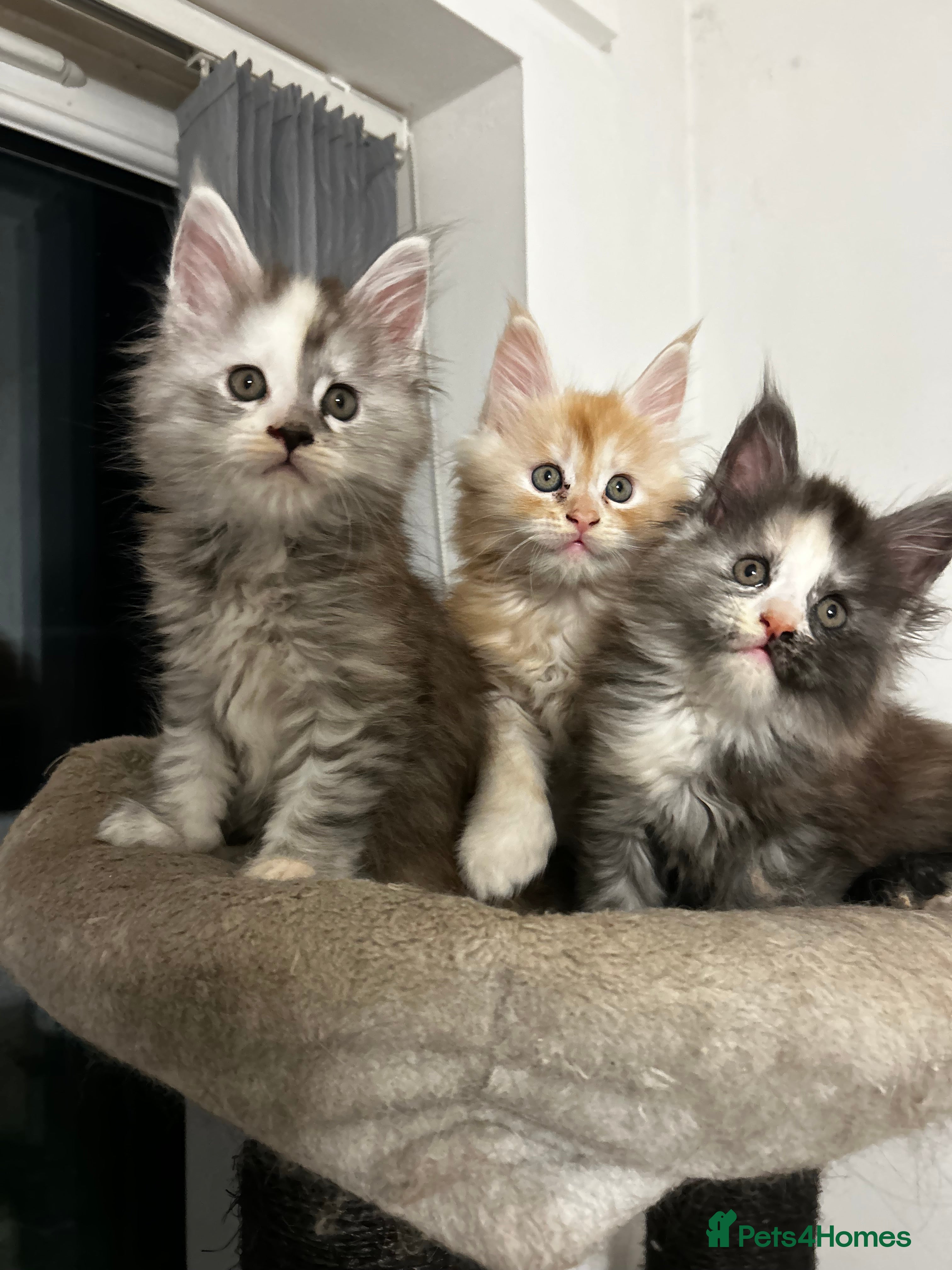 Maine Coon cats 2 stunning girls 1 polydactyl ready  **  ev - Advert 4