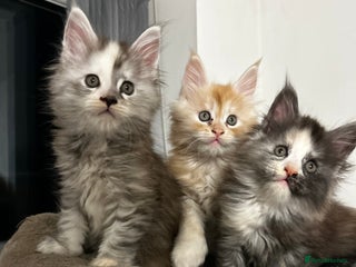 Maine Coon cats 2 stunning girls 1 polydactyl ready ** ev - Advert 4