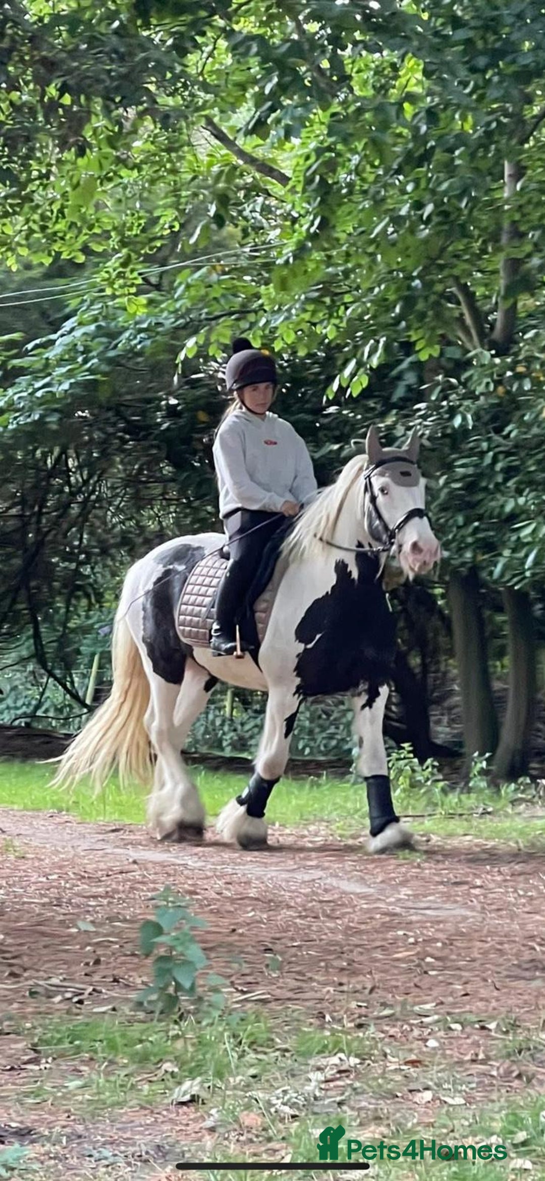 Other Breed horses for sale: hacking/hunting/fun ride home wanted  - Advert 2