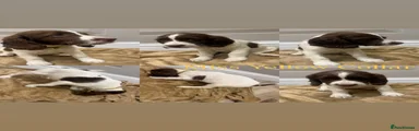 English Springer Spaniel Miss Yellow