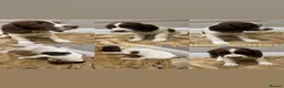 English Springer Spaniel dogs for sale: KC Registered English Springer Spaniel Puppies - Advert 8