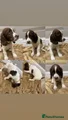 English Springer Spaniel Miss Yellow