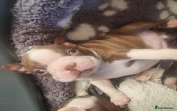 Boston Terrier dogs for sale: Boston Terrier pups - Image 14