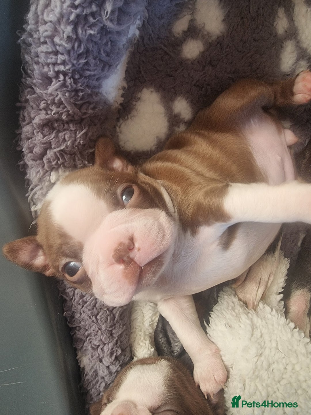 Boston Terrier dogs for sale: Boston Terrier pups - Image 14