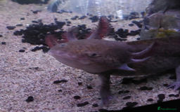 Other/Mixed Breed fish for sale: Axolotl  - Image 2