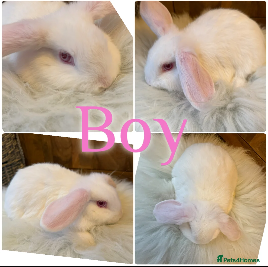 Mini Lop rabbits for sale: Beautiful Baby Mini Lop Rabbits Ready To Go 8wks - Advert 5