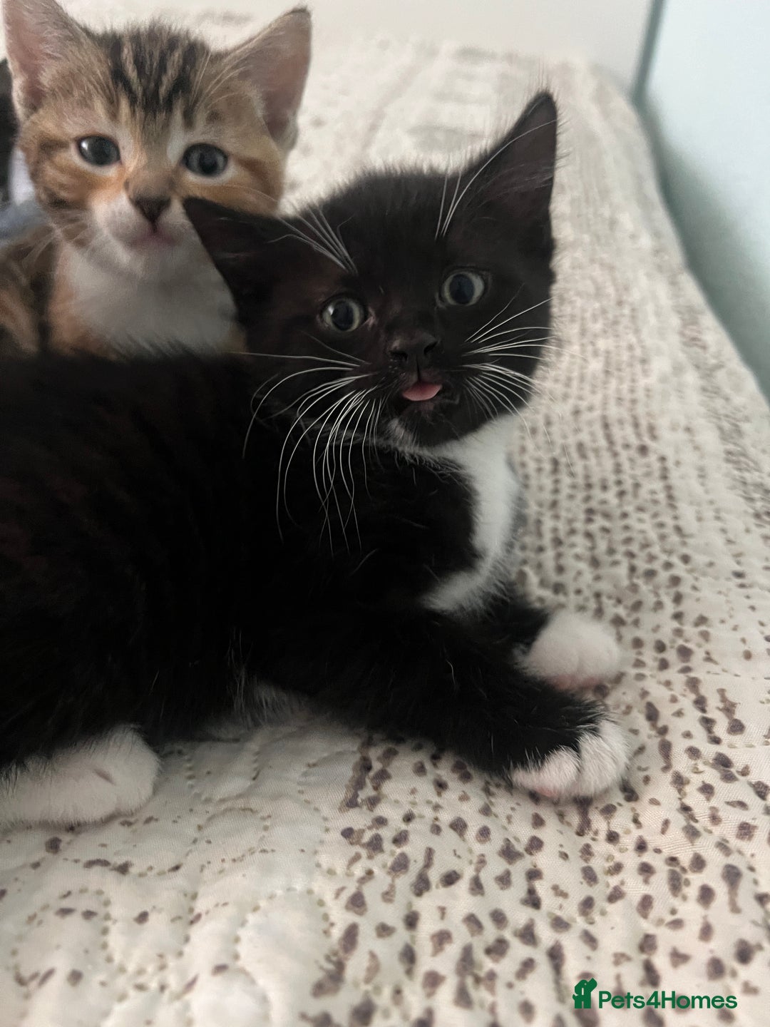 Mixed Breed cats for sale: 2 adorable boys READY TO GO - Image 14