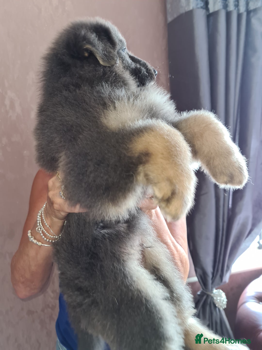 German Shepherd dogs for stud: Blue German shepherd PROVEN  - Image 22