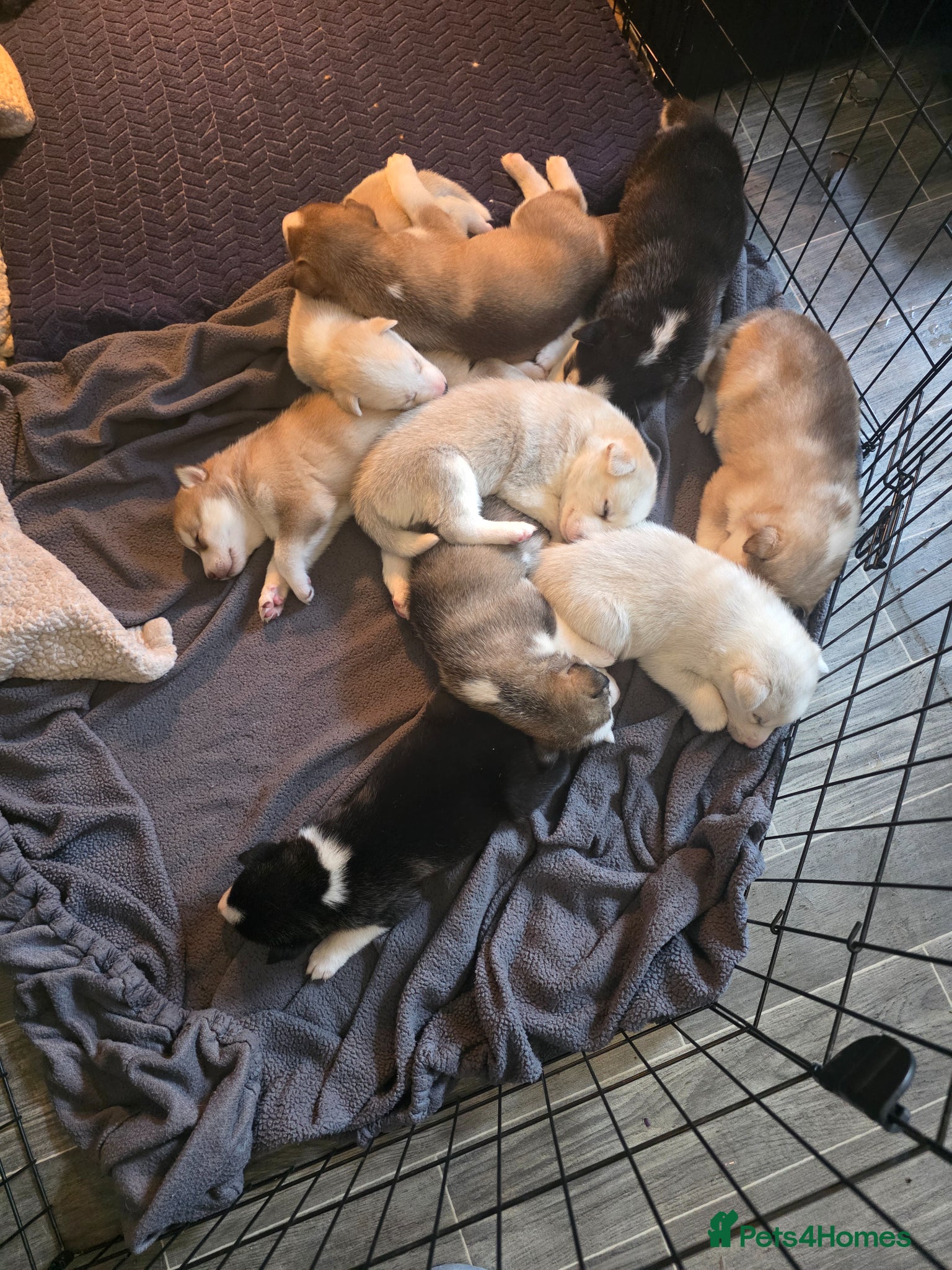 Siberian Husky dogs Beautiful Husky puppies looking for forever homes - Advert 12