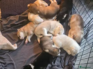 Siberian Husky dogs Beautiful Husky puppies looking for forever homes - Advert 4