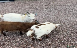 Goats livestock for sale: Pygmy goat - Image 3