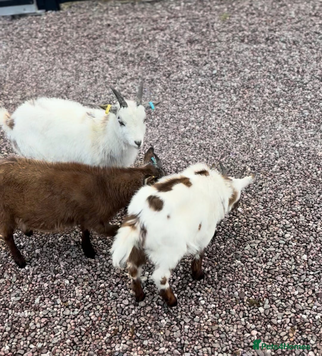 Goats livestock for sale: Pygmy goat - Image 3