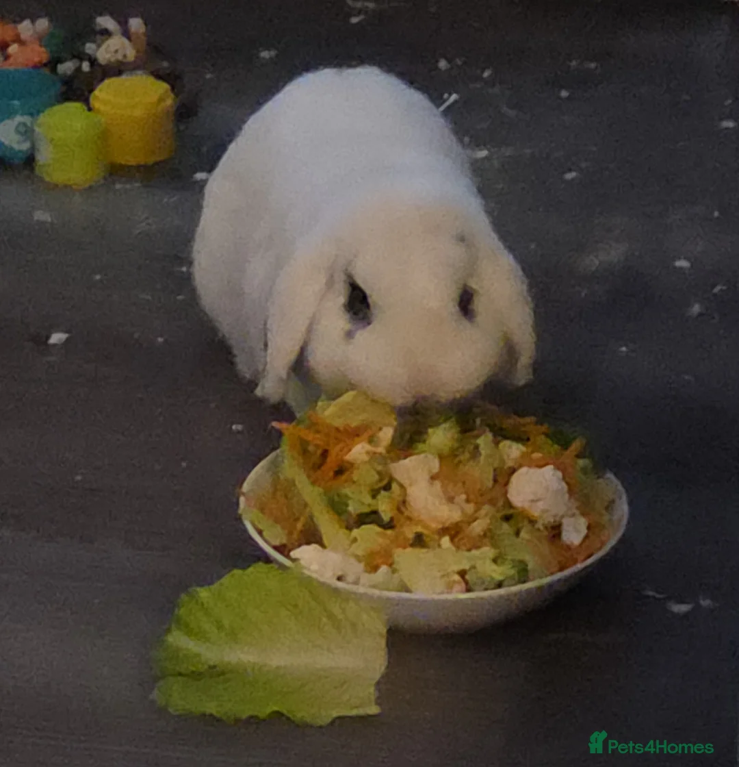 English Lop rabbits for sale: Thumper  in Wigan - Advert 2