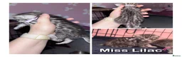 Bengal cats for sale: Bengal mix kittens  - Advert 6