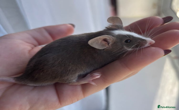 Mouse rodents - Advert 5