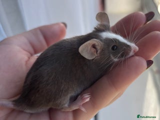 Mouse rodents for sale - Advert 1