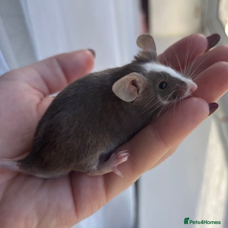 Mouse rodents - Advert 1