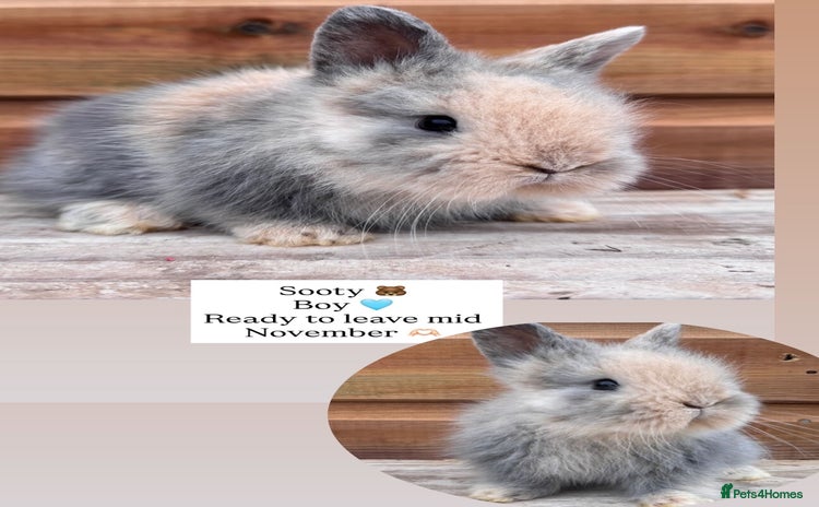 Lionhead rabbits - Advert 14