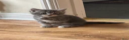 Norwegian Forest Cat cats for sale: Norwegian & American Bobtail Healthy Kittens 🐱 ✨✨ in Attleborough - Advert 13
