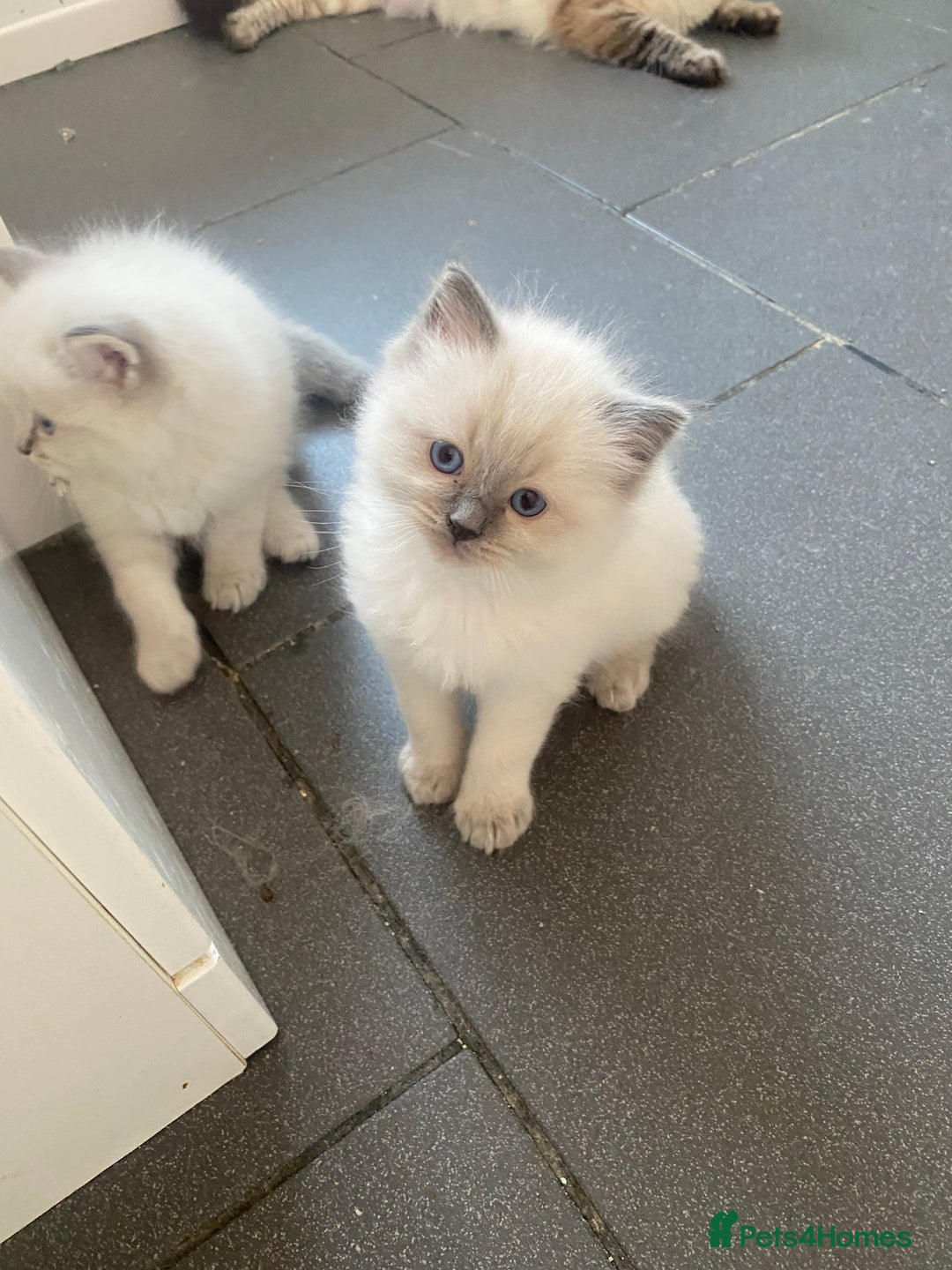 Ragdoll cats for sale: Gccf registered 3 boys left can deliver  - Image 6