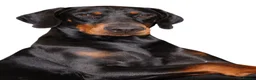 Dobermann dogs for stud: OUTSTANDING BLACK & RUST DOBERMANN STUD DOG  - Advert 2