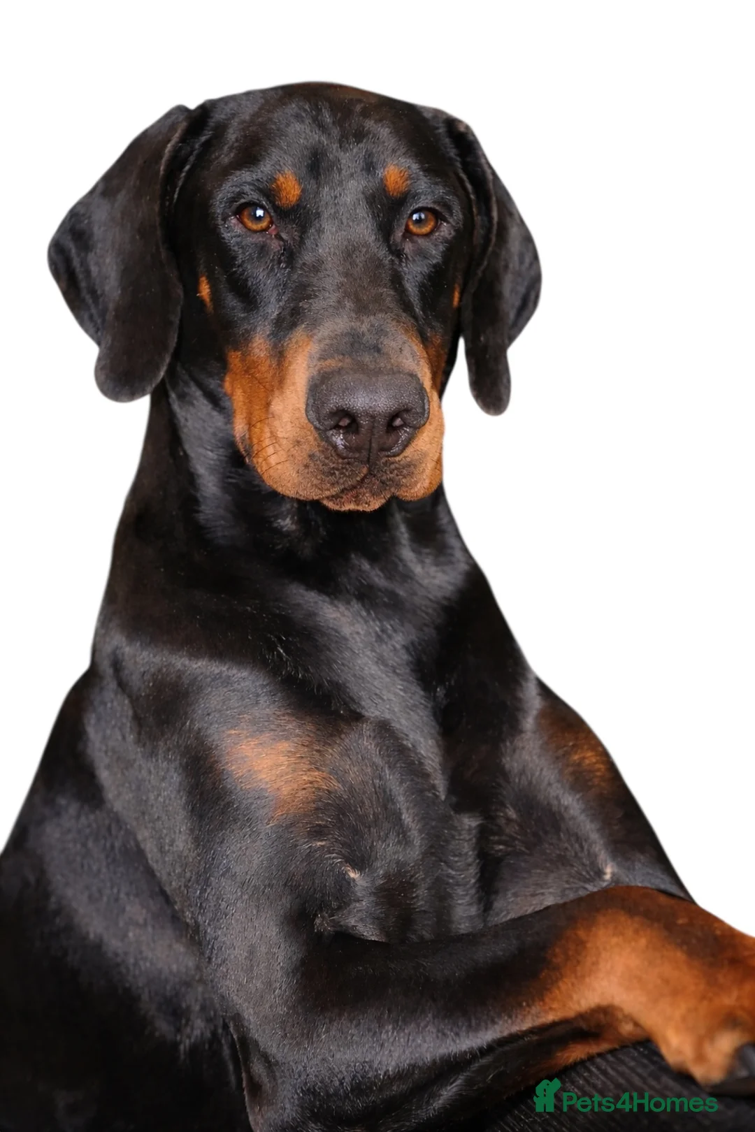 Dobermann dogs for stud: OUTSTANDING BLACK & RUST DOBERMANN STUD DOG  - Advert 2