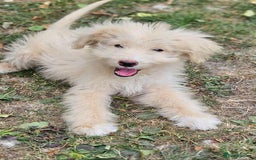 Mixed Breed dogs for sale: German Shepherd x Standard Poodle *Health tested* in Boston - Image 1