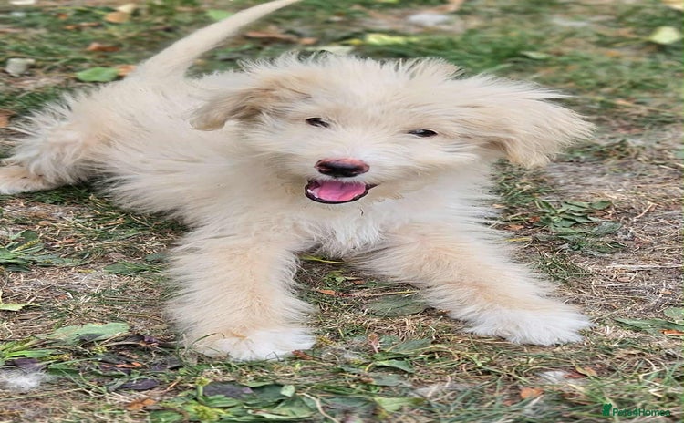 Mixed Breed dogs in Boston - Advert 4