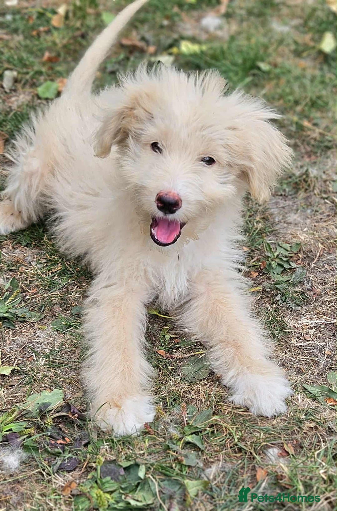 Mixed Breed dogs for sale: German Shepherd x Standard Poodle *Health tested* in Boston - Image 1