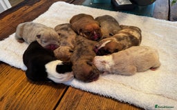 English Bulldog dogs for sale: Stunning litter of coloured Bulldogs home reared - Advert 4