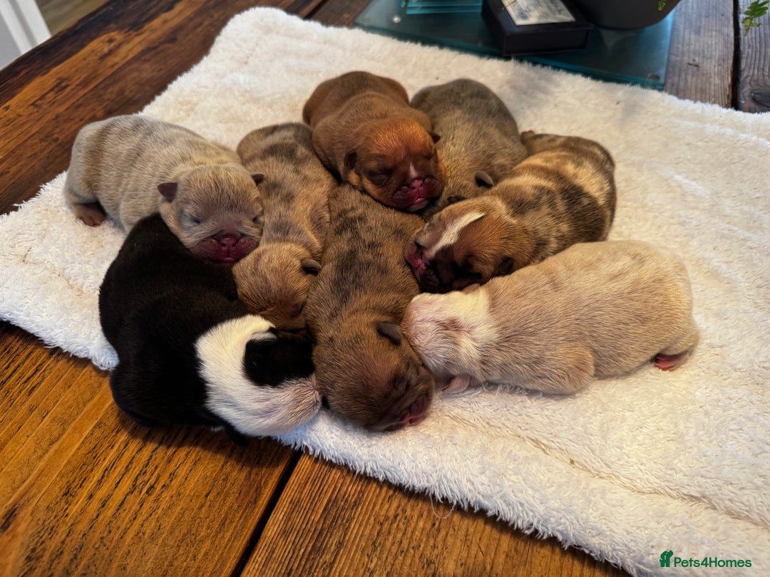 English Bulldog dogs for sale: Stunning litter of coloured Bulldogs home reared - Advert 4
