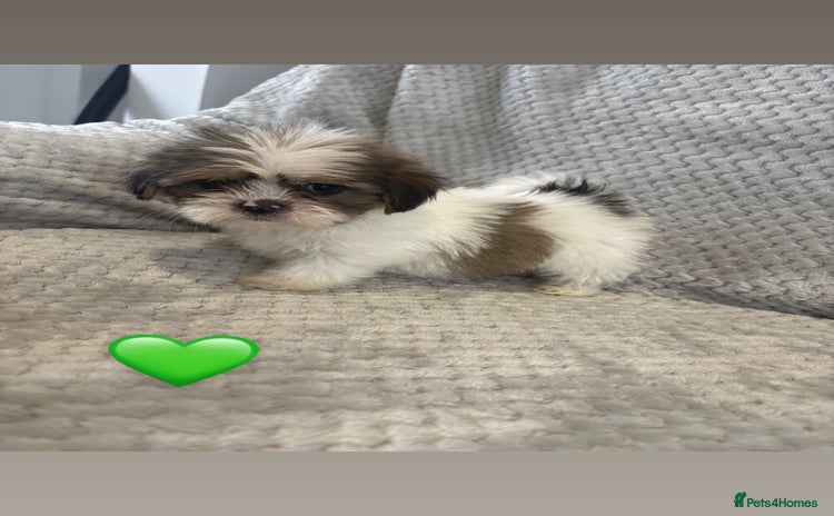 Lhasa Apso dogs - Advert 7