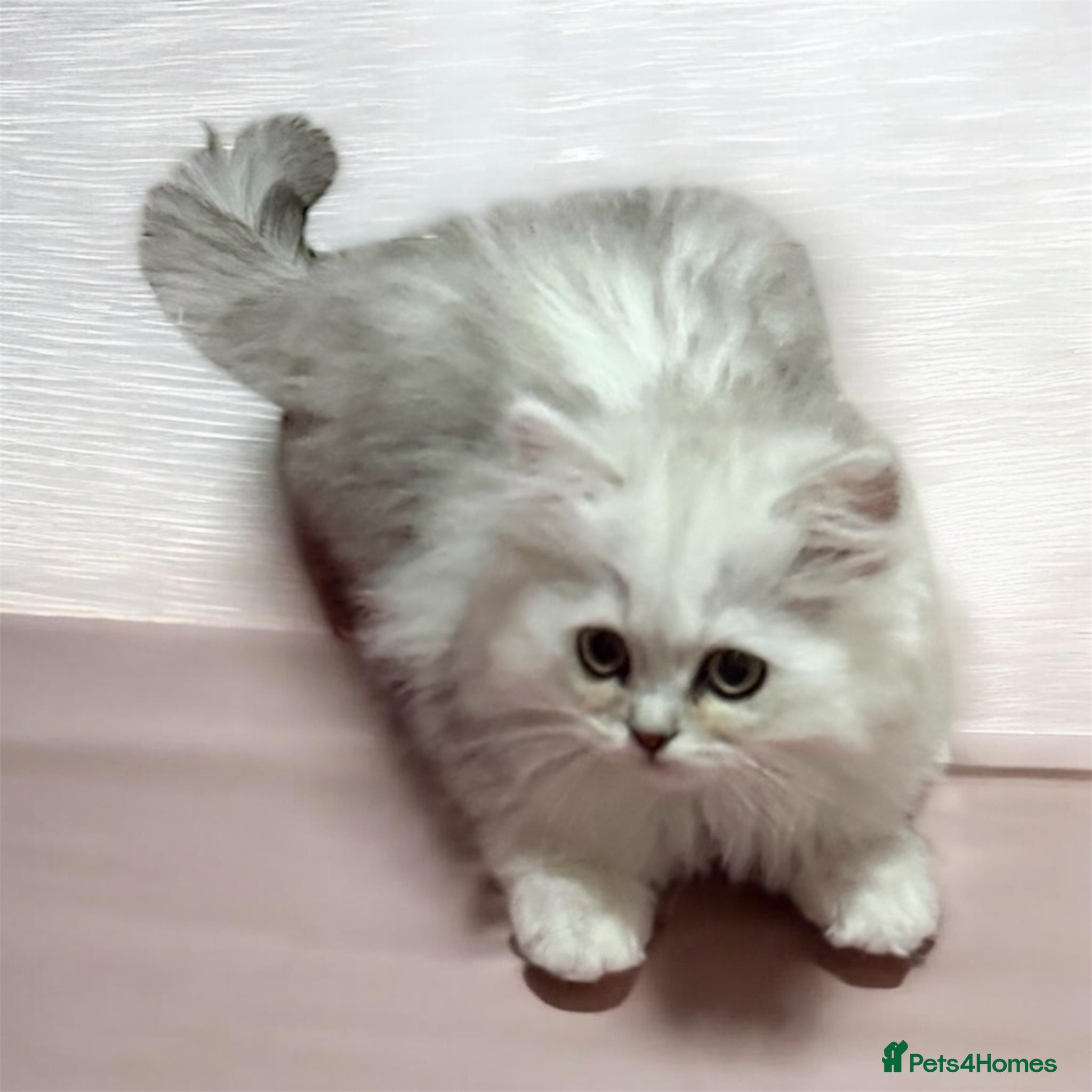 British Shorthair cats Persian Kittens-Only 1 Left!! - Advert 14