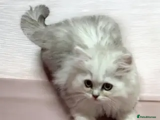 British Shorthair cats Persian Kittens-Only 1 Left!! - Advert 14