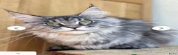Maine Coon cats for sale: Female Maine Coon Cat for Loving Home - Advert 5