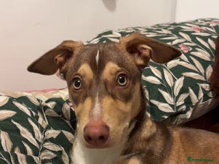 Mixed Breed dogs Dachshund x Border Collie - Advert 6